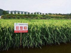 澳门金沙赌场_澳门金沙网址_澳门金沙网站_北稻南移 荣县试验种植的北方水稻
